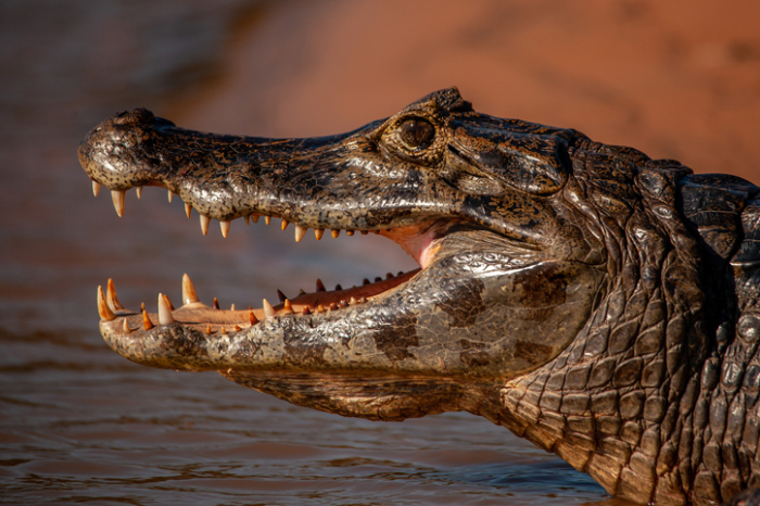 A profile view of yacare caiman (caiman yacare) with open mouth while it is entering cuiaba river at Pantanal