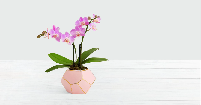 STYLECASTER | Best Flower Delivery Services | FTD pink orchid